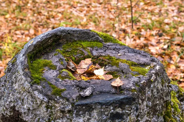 Hojas amarillas caídas sobre un muñón de piedra con musgo verde . — Foto de Stock