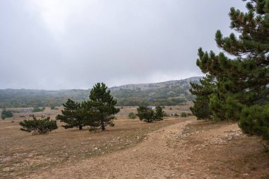 Bulutlu bir siste alçak çam ağaçlarıyla Ai-Petri platosunun panoraması