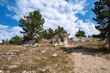 Ai-Petri Platosu 'nun panoraması Bulutlu bir güneş altında alçak çam ağaçları