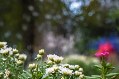 Ön planda beyaz papatyalar ve güzel bulanık bir sırt.