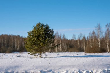 Bir huş ağacının arka planında yalnız bir çam ağacı olan kış manzarası.