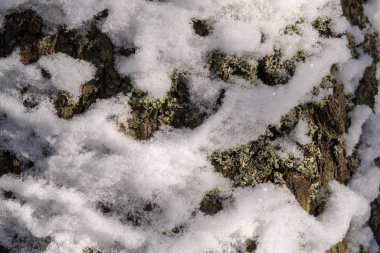 Beyaz karlı arka plan Büyük bir ağacın gövdesinde yeşil