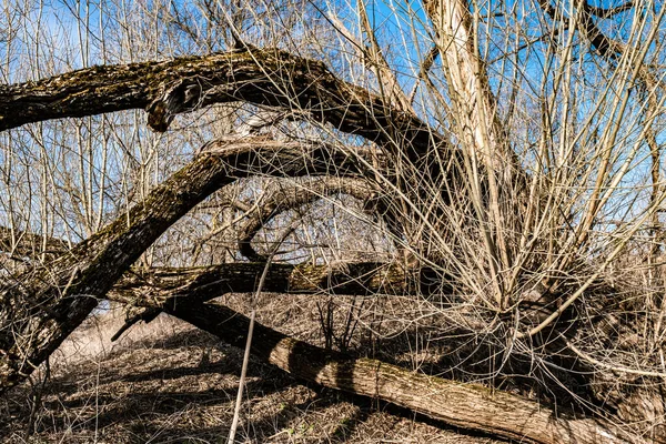 Кривые Стволы Старого Полугнилого Дерева Молодыми Побегами Выращенными — стоковое фото
