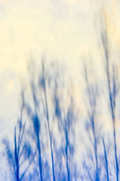 Abstrakt Reflektion Vattnet Höga Blå Träd Utan Blad Med Gyllene — Stockfoto