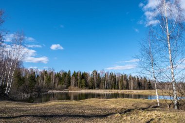 Geçen yılın kuru sazlıklarıyla güneşli bir bahar gününde küçük bir orman gölü..