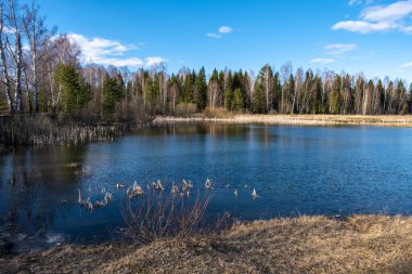 Küçük bir orman gölü, bir bahar günü beyaz bulutlu mavi bir gökyüzünü yansıtıyor..