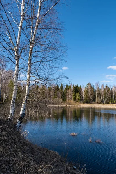 Маленькое Лесное Озеро Отражающее Голубое Небо Белыми Облаками Весенний День — стоковое фото