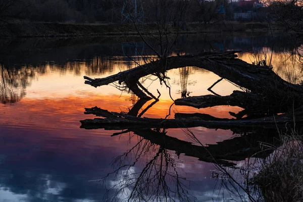 Dry Trunk Old Tree Bent Mirror Surface Water Orange Reflection — Stock Photo, Image