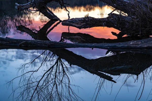 Tronco Seco Uma Árvore Velha Dobrado Sobre Superfície Espelho Água — Fotografia de Stock
