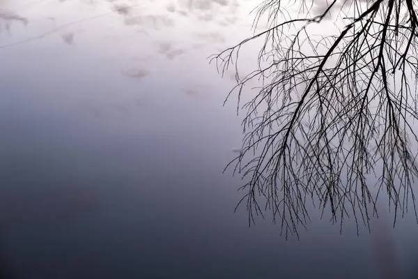 Spiegelung Dunklen Wasser Der Zweige Ohne Blätter Und Kleine Wolken — Stockfoto
