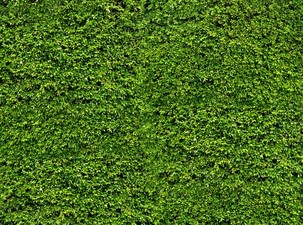 Green leaf wall. Natural fresh leaves background and texture — Stock Photo, Image