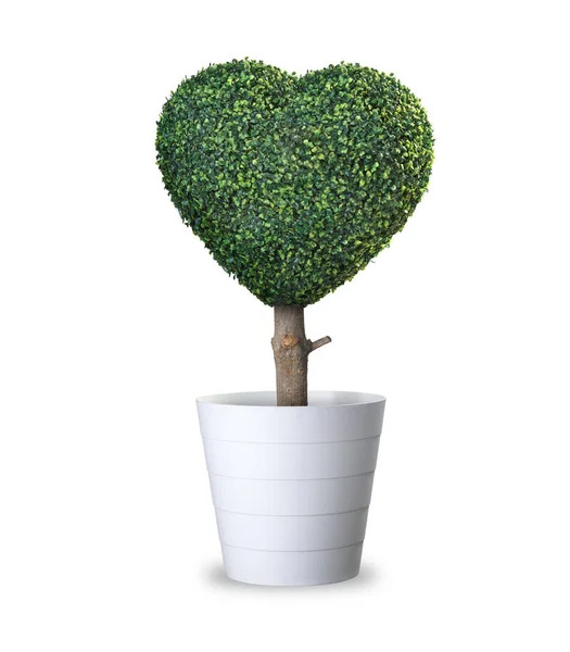Señal de amor. Árbol en forma de corazón aislado en maceta con clip path — Foto de Stock