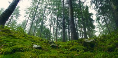 Yaremche 'deki orman yamacı