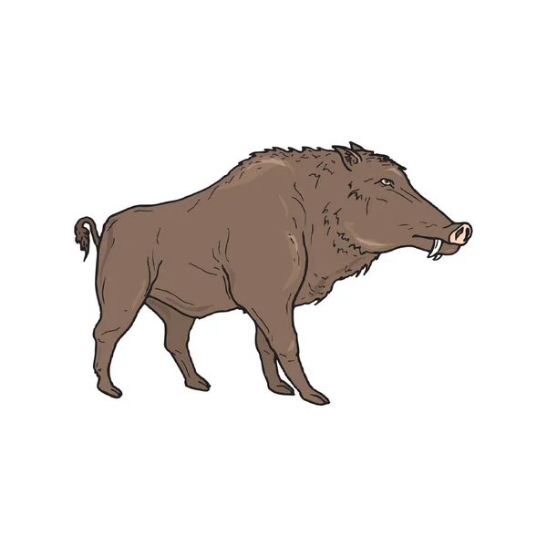 Boar Wild Animal Vector Sketch Icon Wild Aper Swine Pig — Stock Vector