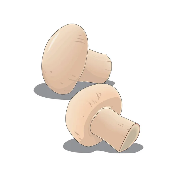 Illustration sur le thème grand ensemble coloré différents types de champignons, champignon de différentes tailles. Champignon champignon aux champignons composé d'un chapeau poreux, une longue jambe. Champignon champignon est un accessoire savoureux dans la cuisine . — Image vectorielle