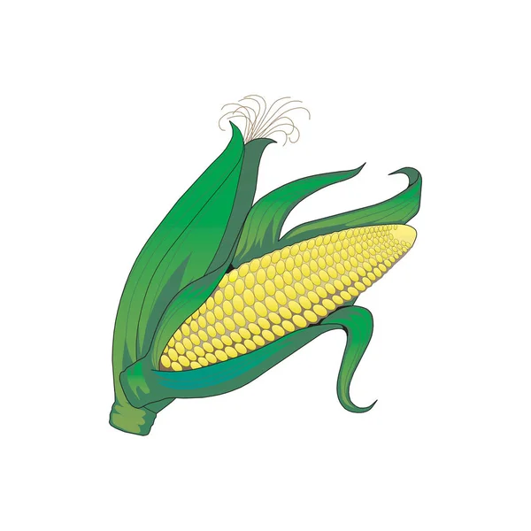 Illustration vectorielle de corncob isolée sur fond blanc dans EPS10 — Image vectorielle