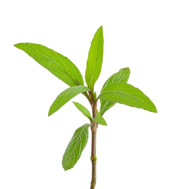 Beyaz arkaplanda yeşil yapraklar ayrık