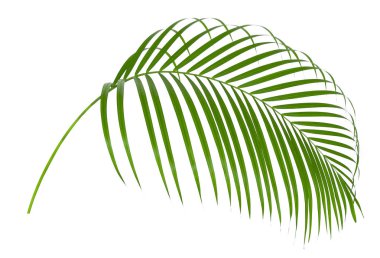 Beyaz arkaplanda yeşil palmiye yaprakları izole