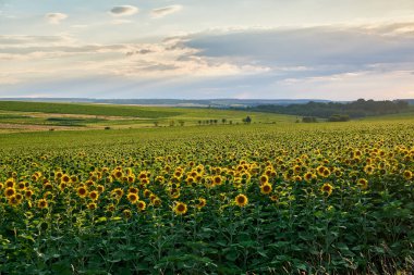 Sarı ayçiçekli tarla bulutlu gökyüzüne karşı.
