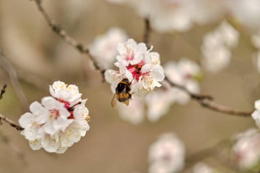 Çiçekli bir kayısı ağacındaki yaban arısı.