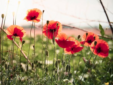 Güneşli bir gagada kırmızı gelincikler