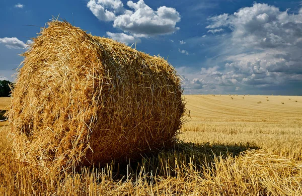 Fresh Hay Bales Agriculture Stubble Field Blue Sky Wheat Harvest — Stock Photo, Image
