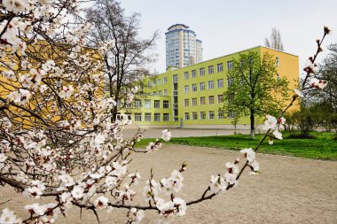 Birçok penceresi olan çok renkli bir binanın arka planında çiçek açan kayısı ağacı.