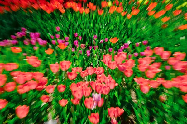 Tulpe Bunte Blumen Garten Frühling Hintergrund Muster Oder Textur Zoomfokus — Stockfoto