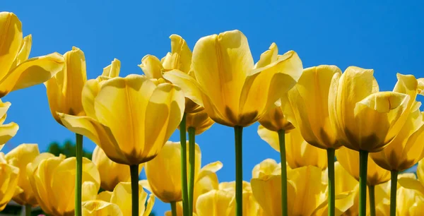 チューリップ黄色の花の庭春の背景 パターンまたはテクスチャ — ストック写真