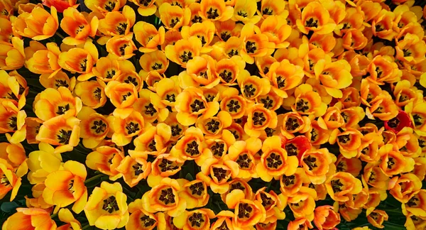 Tulipa Flores Amarelas Jardim Primavera Fundo Padrão Textura — Fotografia de Stock