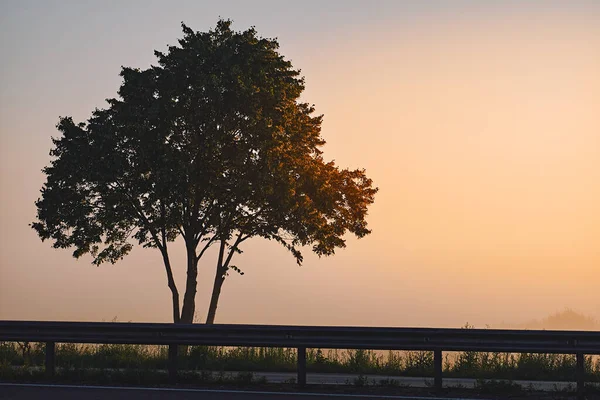 Lonely Deciduous Tree Fog Green Tree Stands Road Silhouette Tree — Stock Photo, Image