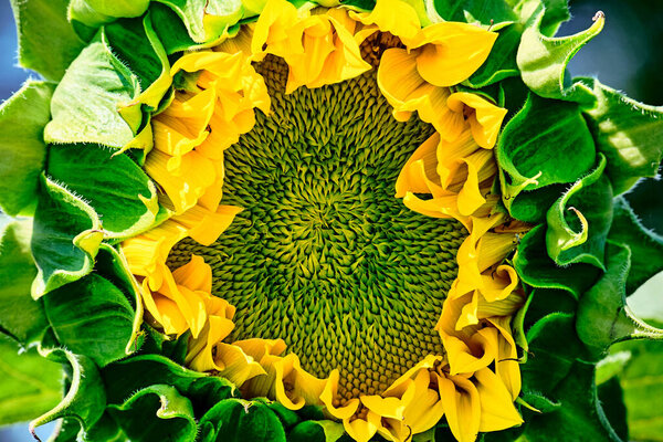 Yellow pattern of blooming sunflower seeds with petals. Macro shooting of stamens and anthers. Green seeds.