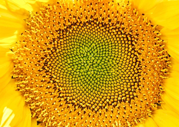 Patrón Amarillo Semillas Girasol Flor Sin Pétalos Disparos Cerca Estambres —  Fotos de Stock