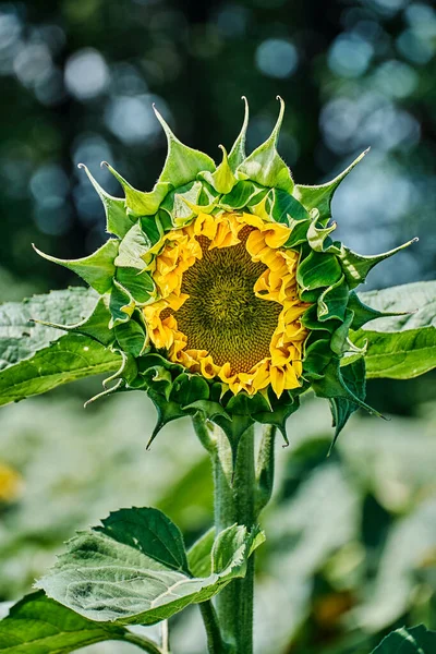 Opening Bud Bright Sunflower Center Frame Blurred Bokeh Yellow Pattern — Stock Photo, Image