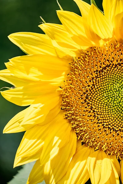 Sarı desenli, çiçek açan ayçiçeği tohumları ve koyu bokeh arka planda taç yaprakları. Stamenlerin ve anterlerin makro fotoğrafçılığı. Yeşil tohumlar.