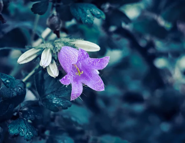 Brote Violeta Púrpura Una Flor Azul Una Hermosa Campanula Púrpura — Foto de Stock