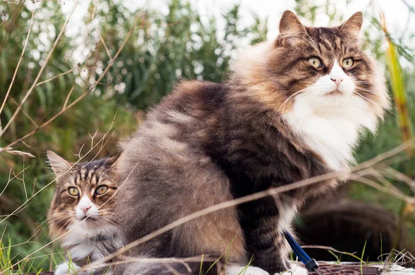 Due bellissimi gatti soffici di fila. vista da vicino . — Foto Stock