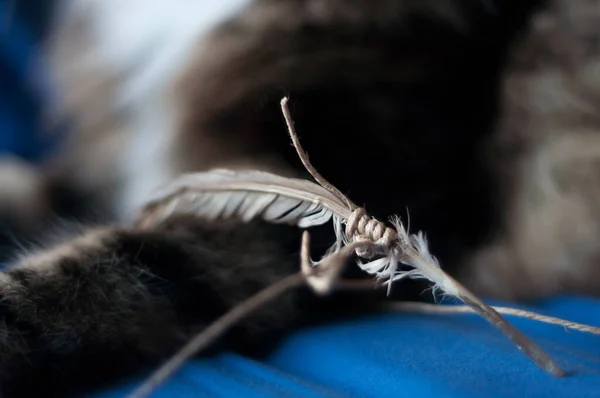 Play time! feather and string: organic handmade toy for cats and fluffy cat\'s fur on the background