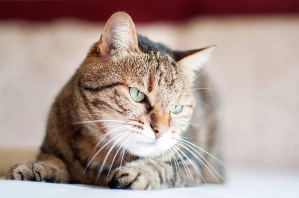Gato fêmea rabugento, bonito, com olhos verdes. close up fa — Fotografia de Stock