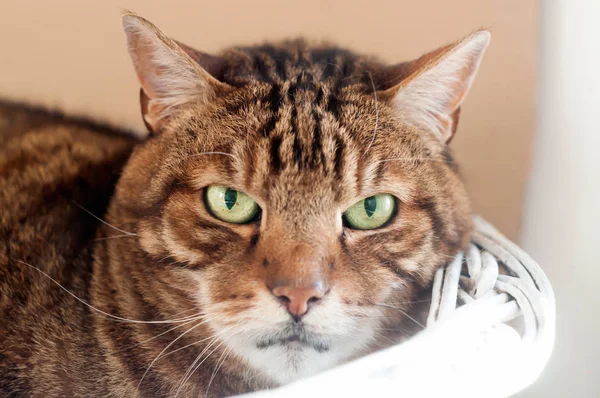 Beyaz bir levreğin üzerinde uzanan güzel, yetişkin bir kediye yaklaş.