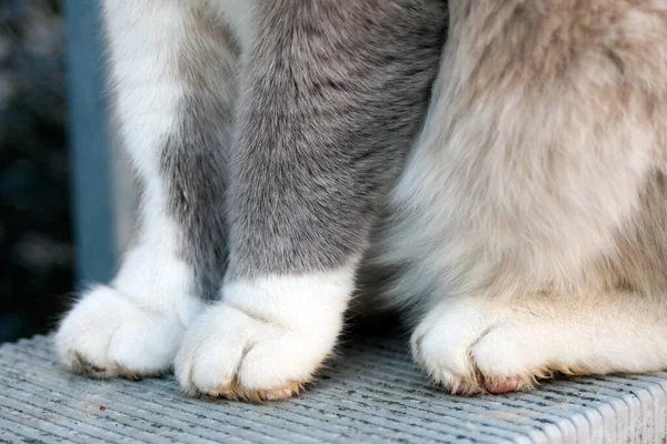 close up of 4 dirty cat\'s paws. sitting cat.