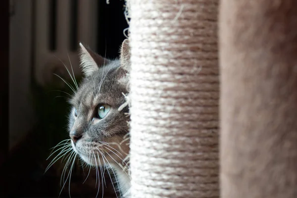 Belo gato tímido se escondendo atrás de seu posto de coçar. a luz l — Fotografia de Stock