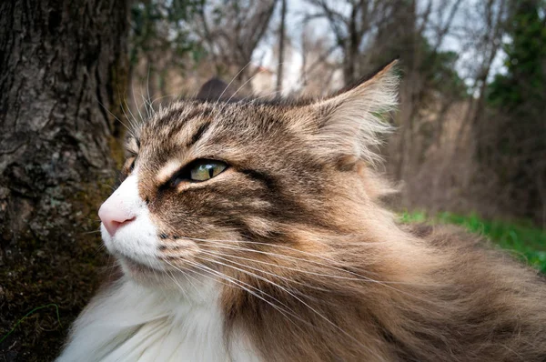 Hermoso noruego bosque gato con Grande orejas y sospechoso mirada —  Fotos de Stock