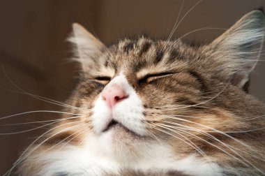 Güzel bir Norveç orman kedisine yakın çekim 