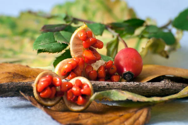 Stylish autumn image.autumn  leaves, little and red fruit. — Stock Photo, Image