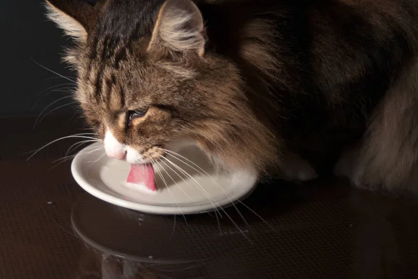 Close-up of a beautiful norwegian forest cat drinking milk ストックフォト