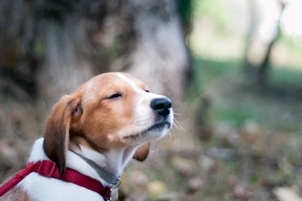 Πορτρέτο Ενός Όμορφου Χαμογελαστού Λευκού Και Καφέ Σκύλου Μάτια Κλειστά — Φωτογραφία Αρχείου