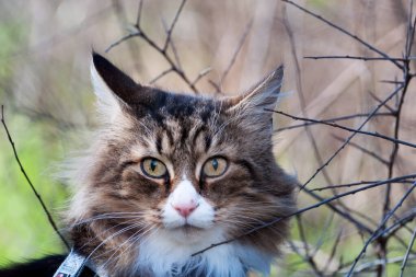 Çimlerin üzerinde oturan güzel bir Norveç orman kedisine yakın plan