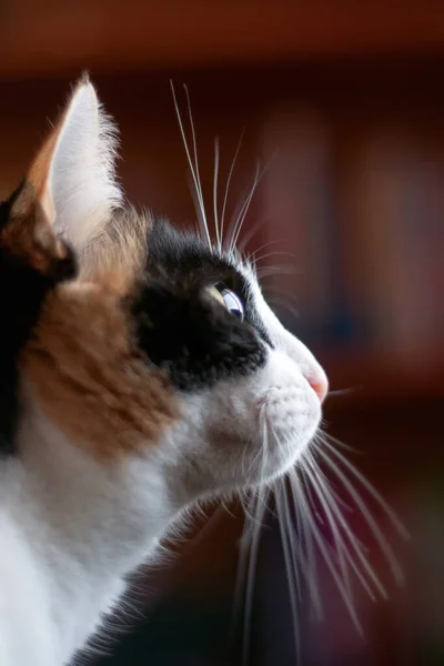 Красивая Кошка Выглядывает Окон Естественный Свет Лице Длинные Усы — стоковое фото