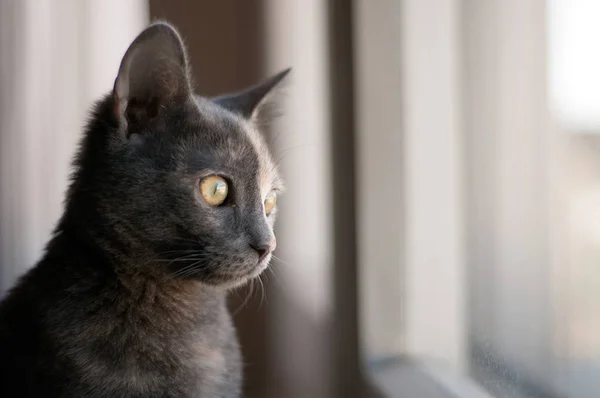 Mooie Teef Kat Met Twee Kleuren Gezicht Uitkijkend Uit Ramen — Stockfoto